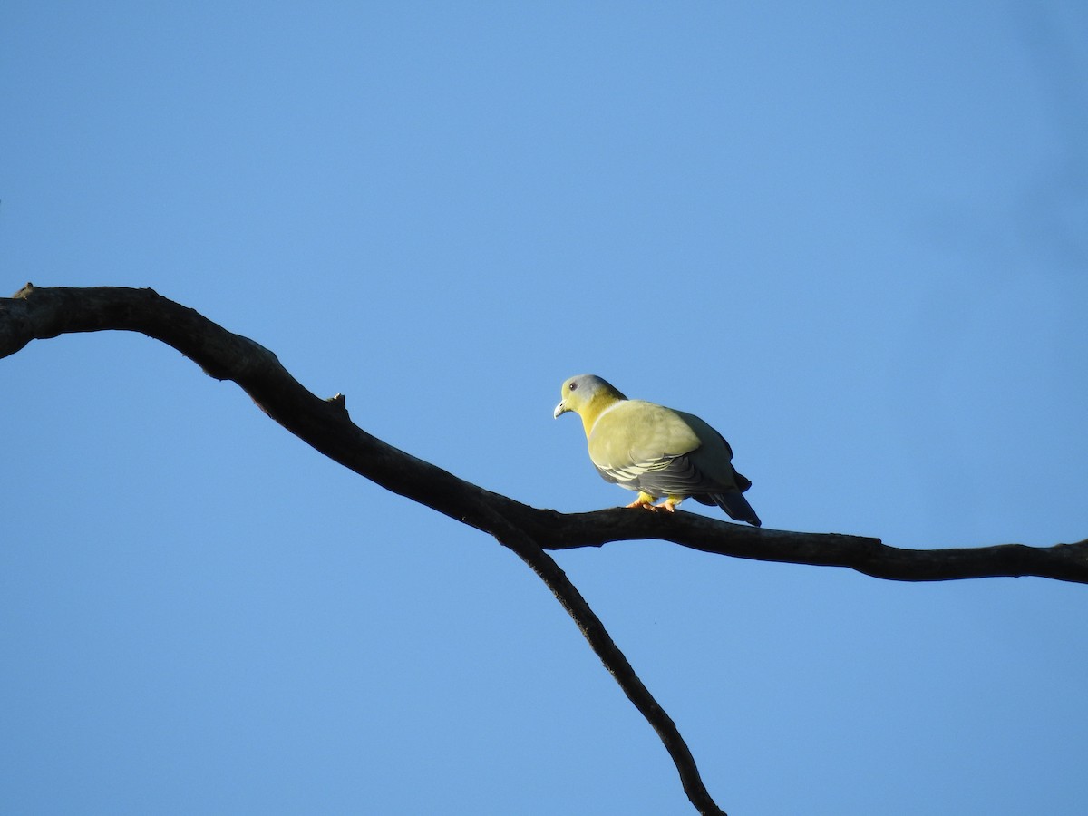 Yellow-footed Green-Pigeon - ML368742441