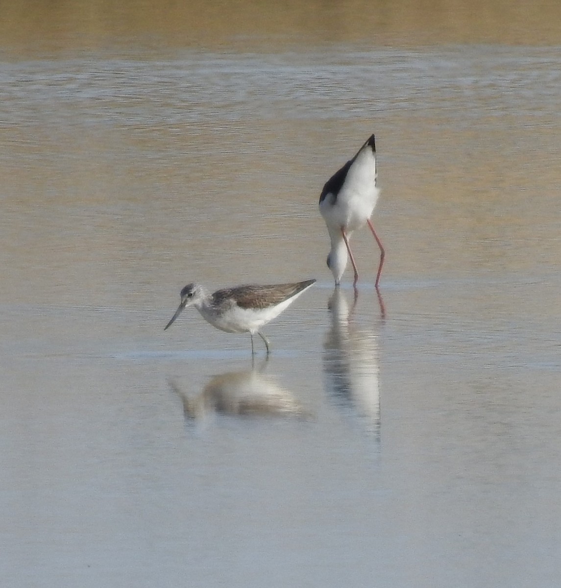 Common Greenshank - ML368742561