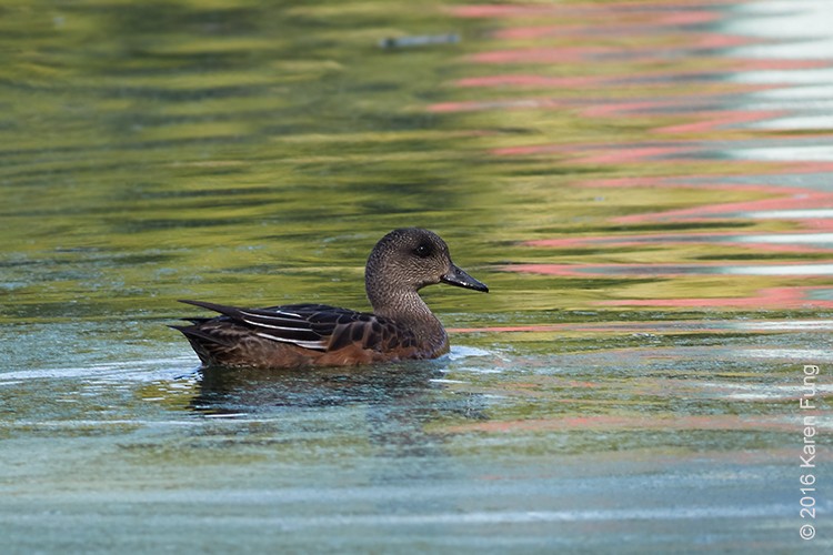 American Wigeon - ML36874321