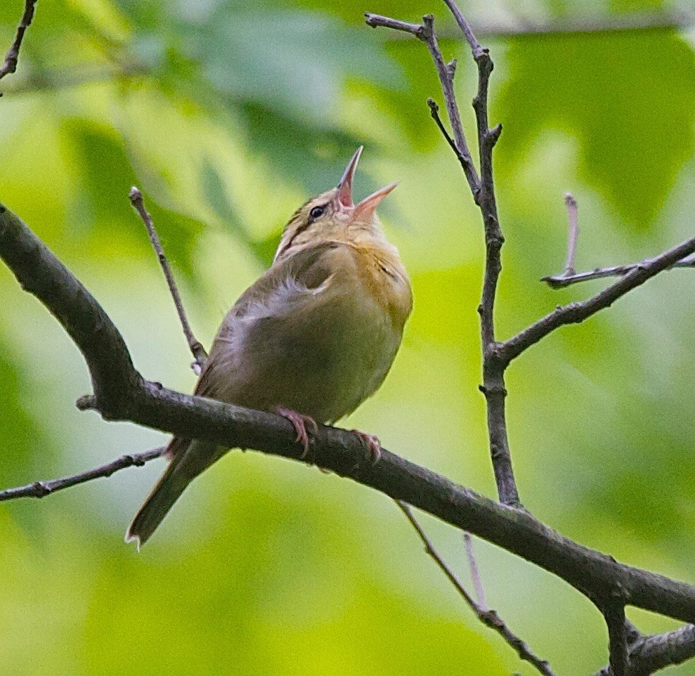 Worm-eating Warbler - ML36874401