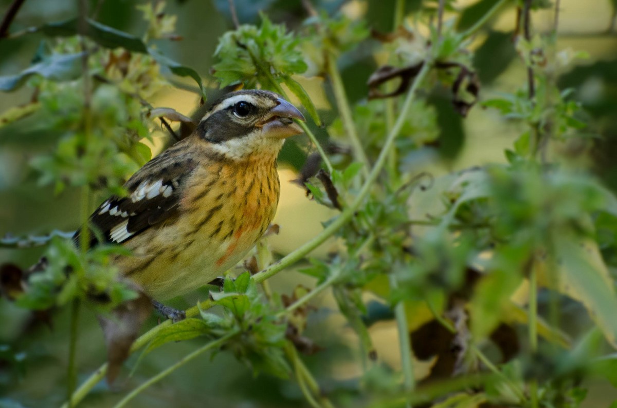 Rose-breasted Grosbeak - ML36874421