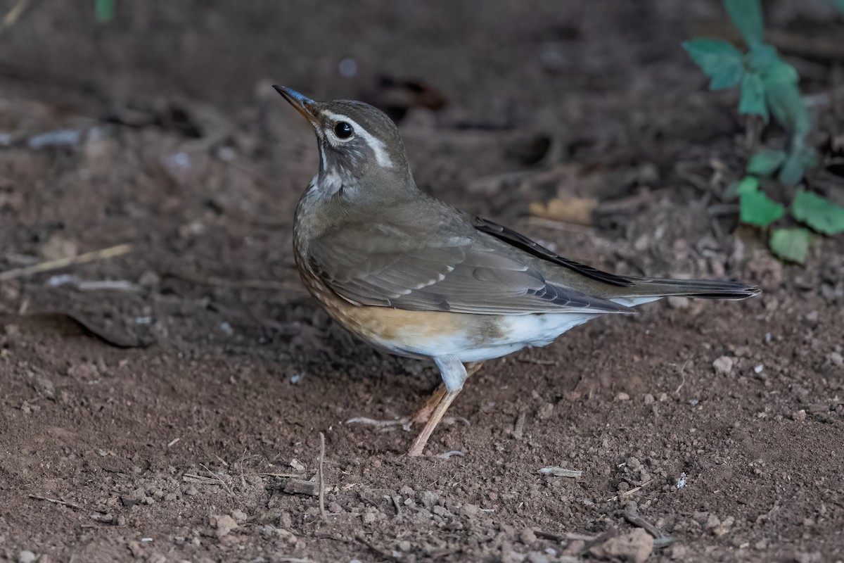 Eyebrowed Thrush - ML368744791