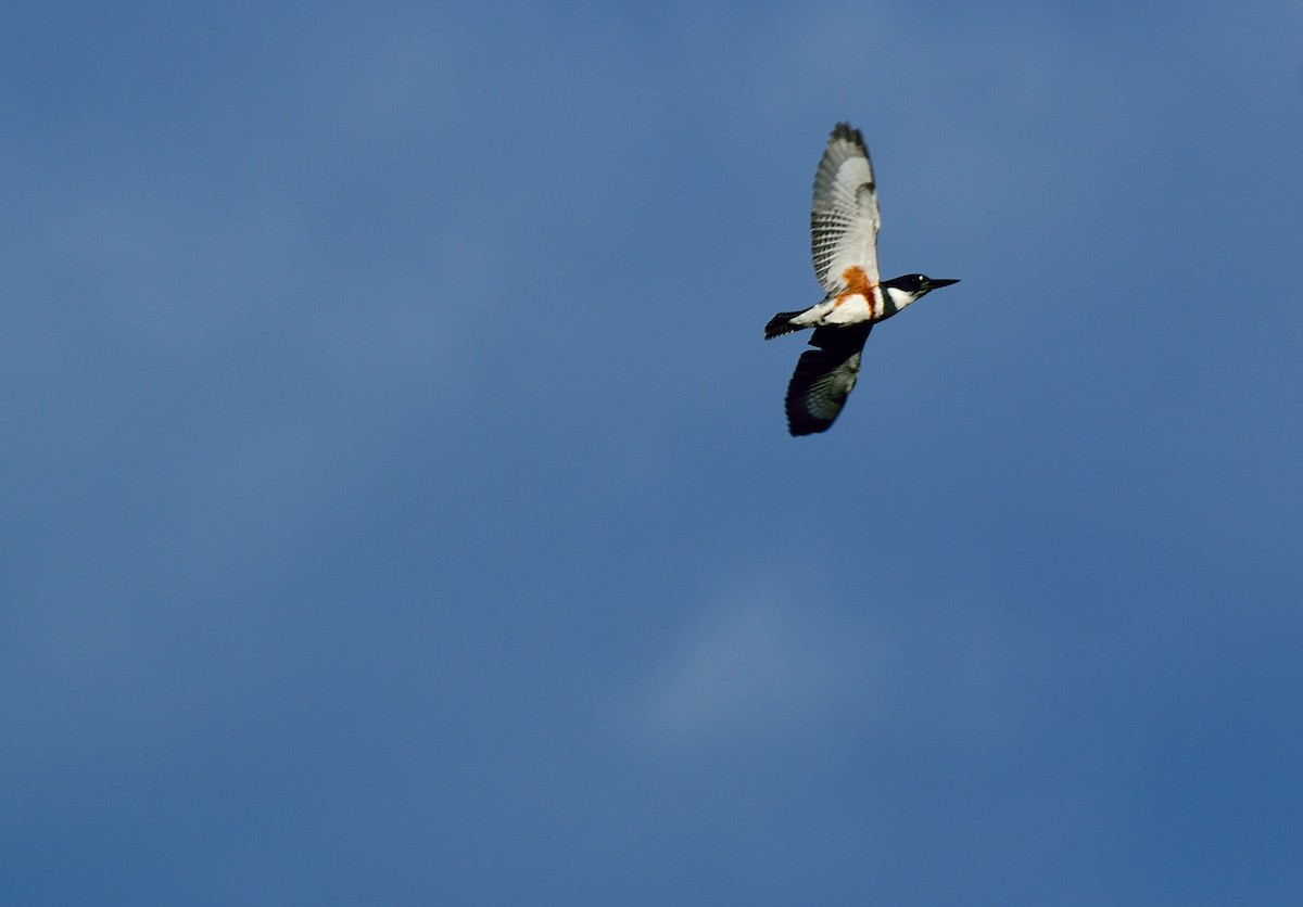 Belted Kingfisher - ML36874521