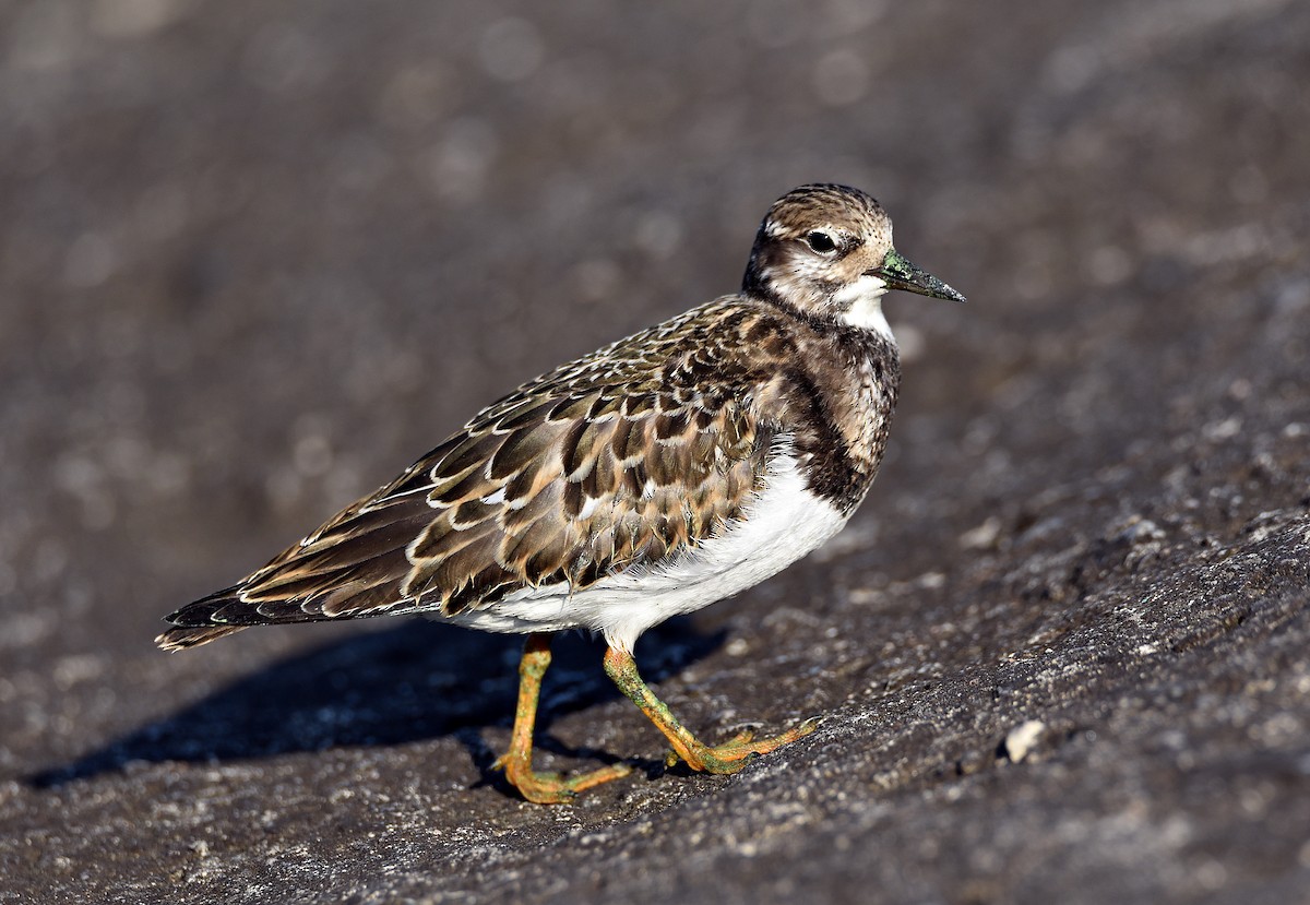 Ruddy Turnstone - ML368746191