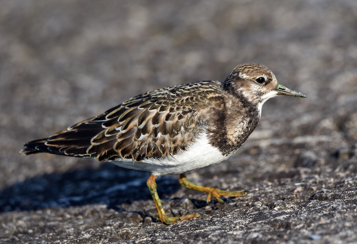 Ruddy Turnstone - ML368746251