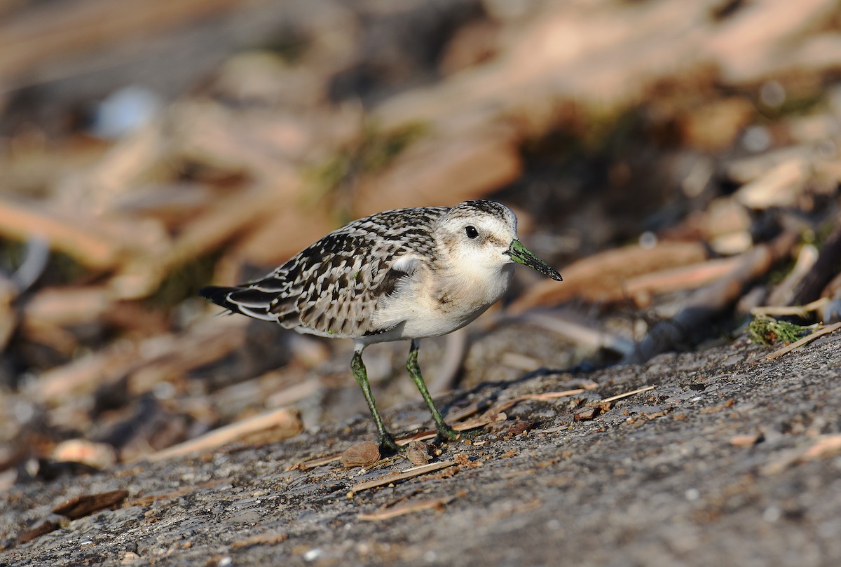 Sanderling - ML368746401