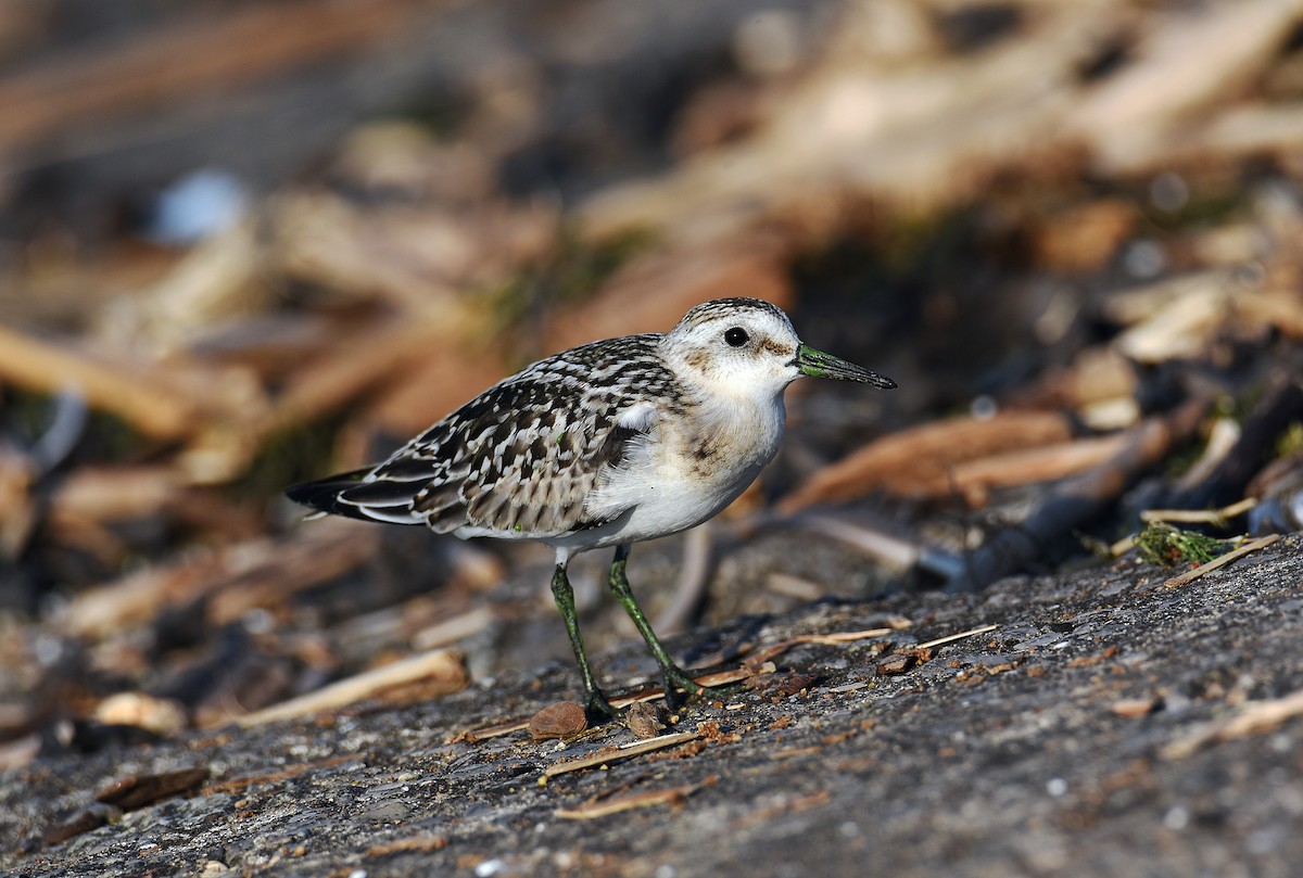 Sanderling - ML368746451