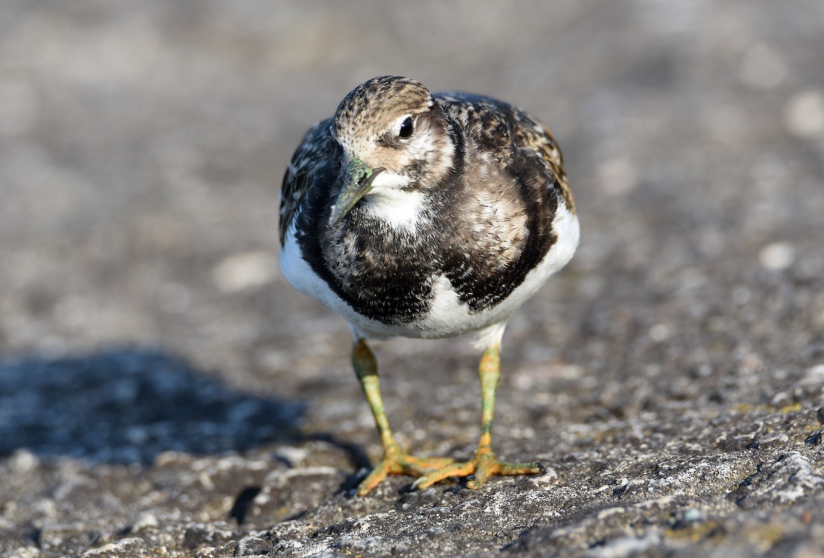 Ruddy Turnstone - ML368746531