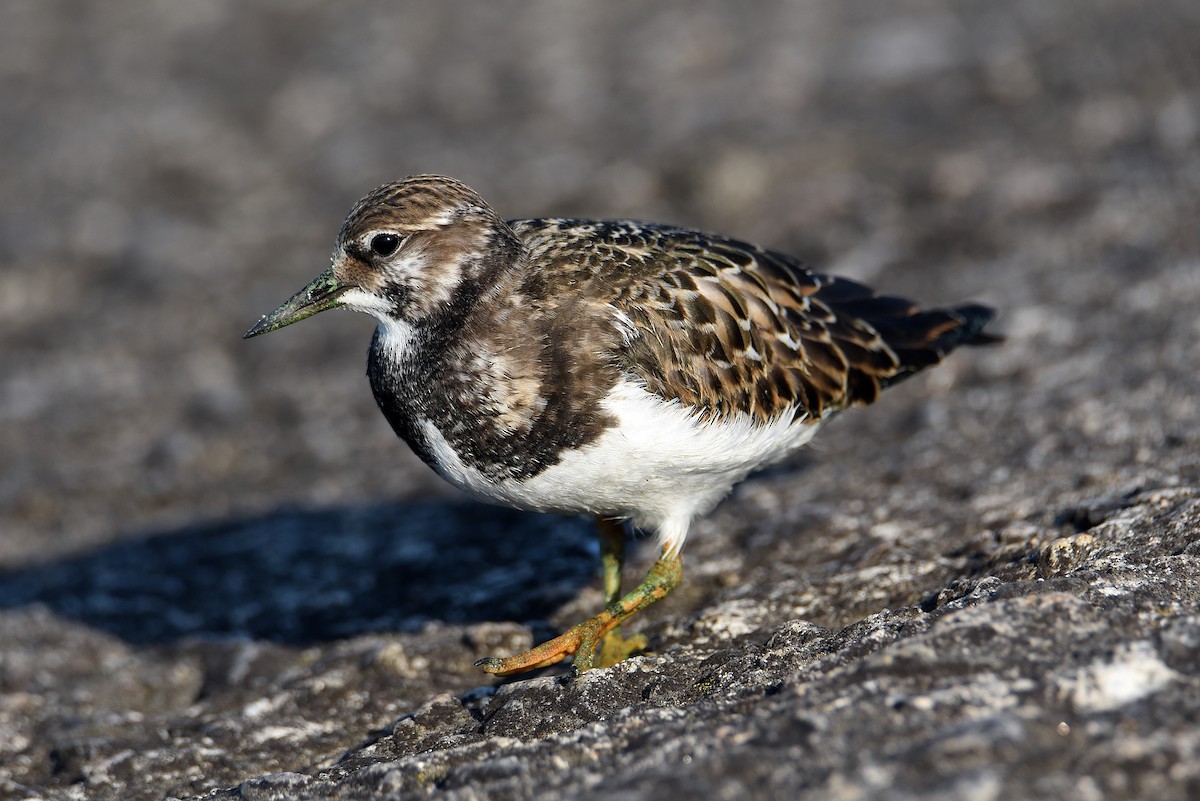 Ruddy Turnstone - ML368746541