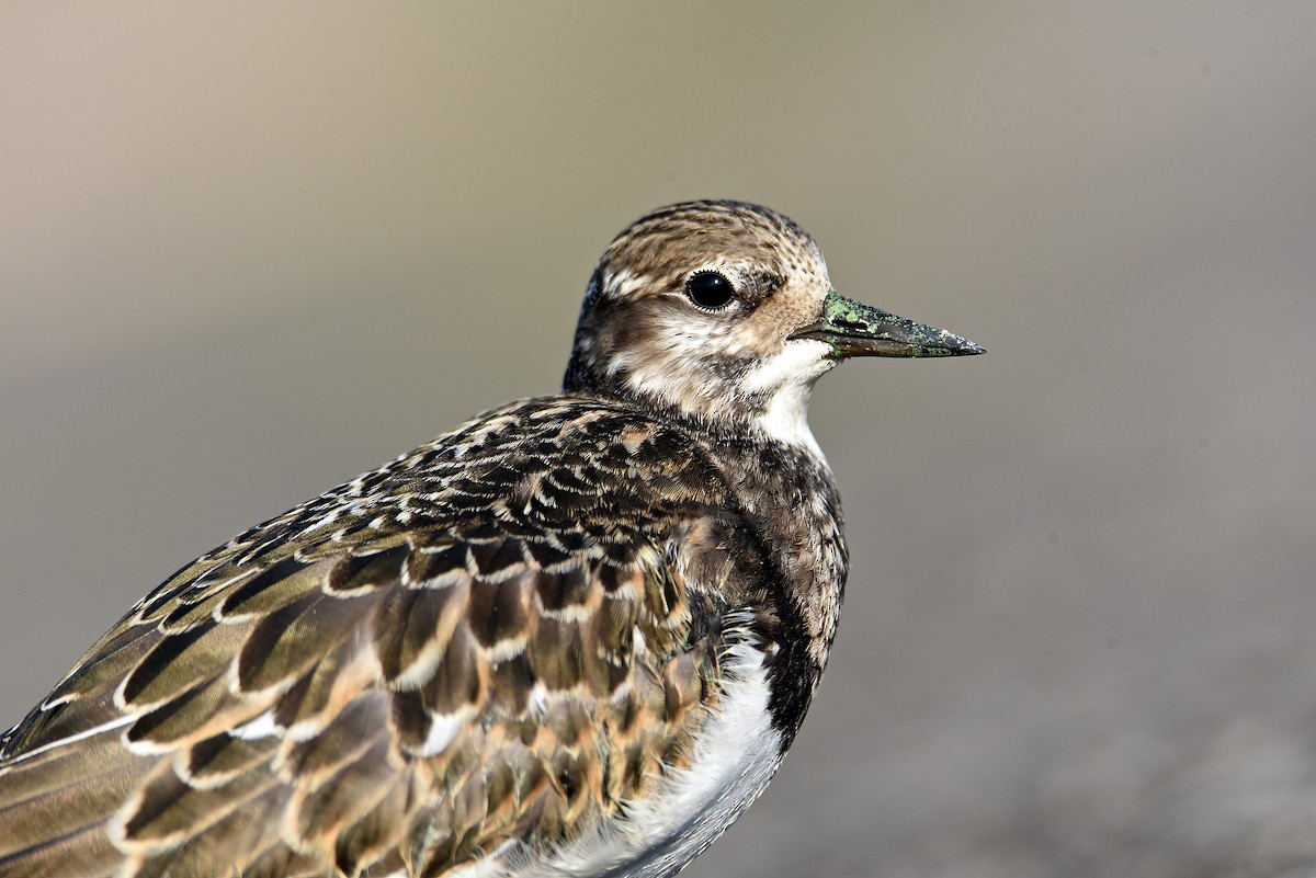 Ruddy Turnstone - ML368746581