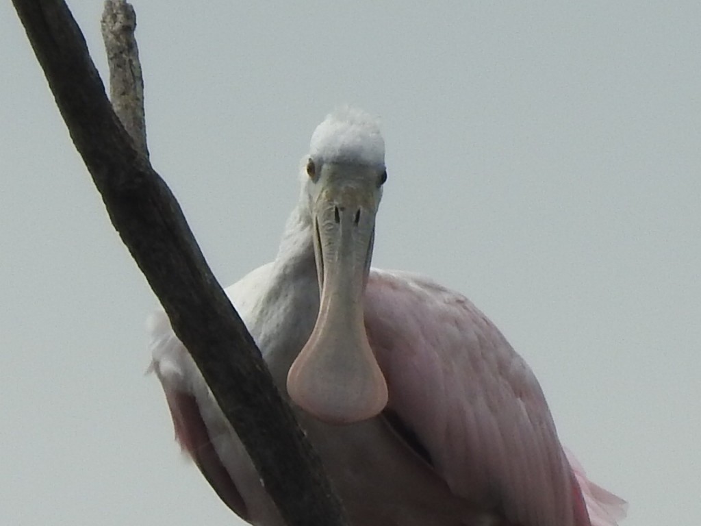 Roseate Spoonbill - Jeff Harvey