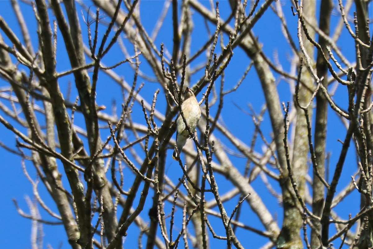 Cedar Waxwing - ML36874871