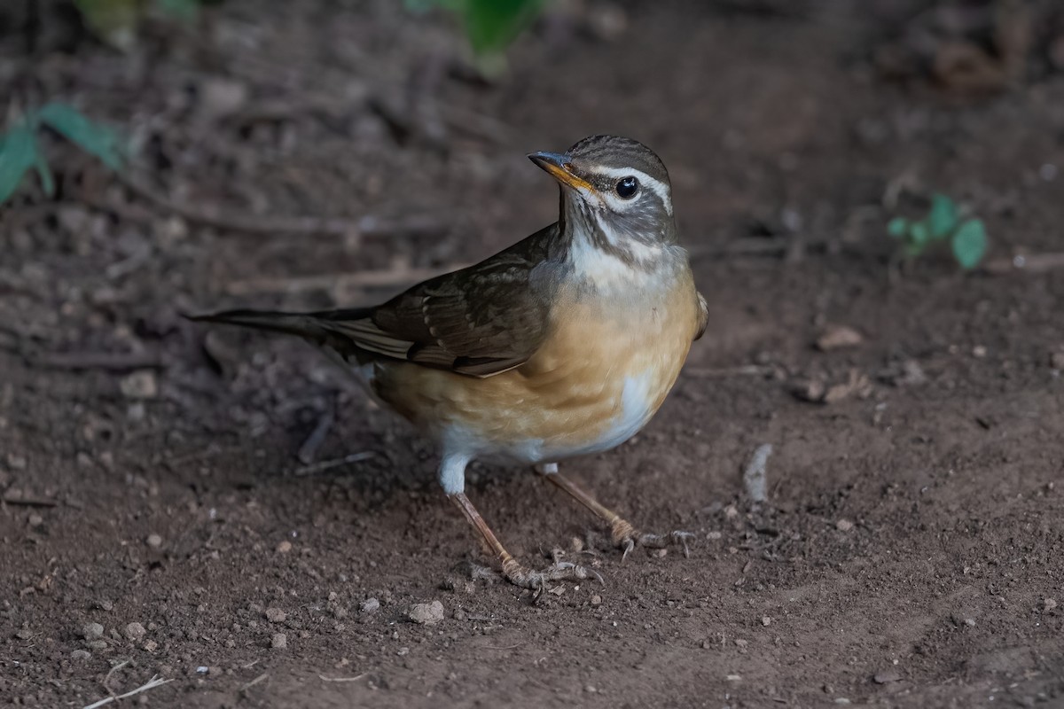 Eyebrowed Thrush - ML368748841