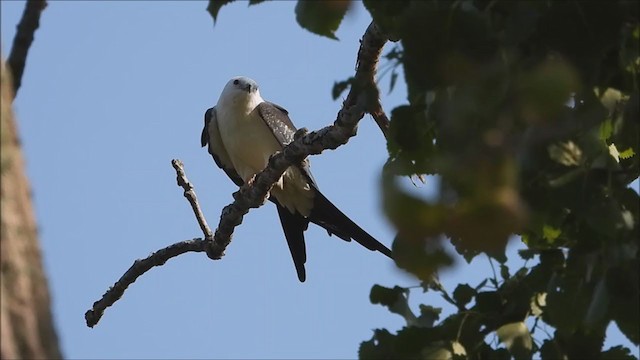Swallow-tailed Kite - ML368752501