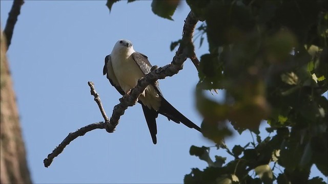 Вилохвостый коршун - ML368752501