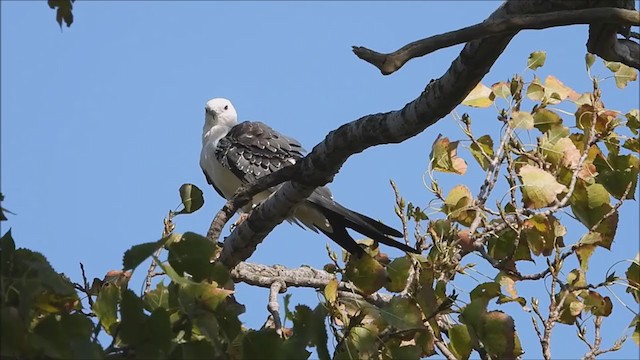 Swallow-tailed Kite - ML368752671