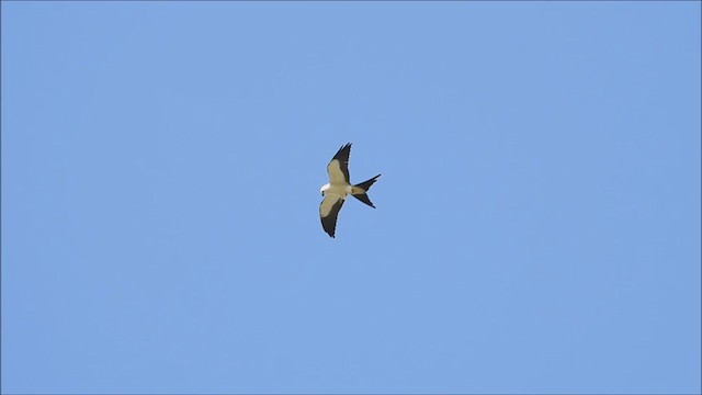 Swallow-tailed Kite - ML368753391