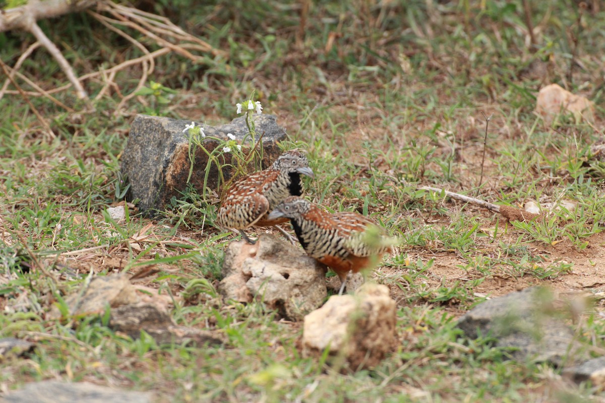 Barred Buttonquail - ML36875451