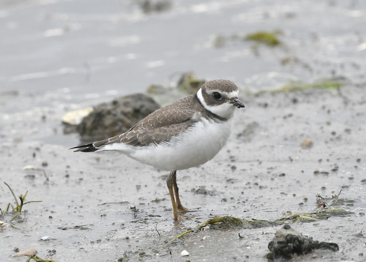 Semipalmated Plover - ML368754861
