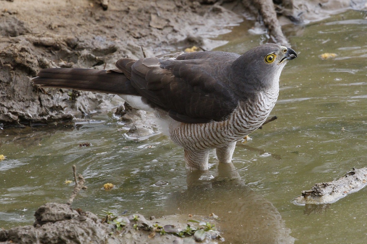 African Goshawk - ML36875511