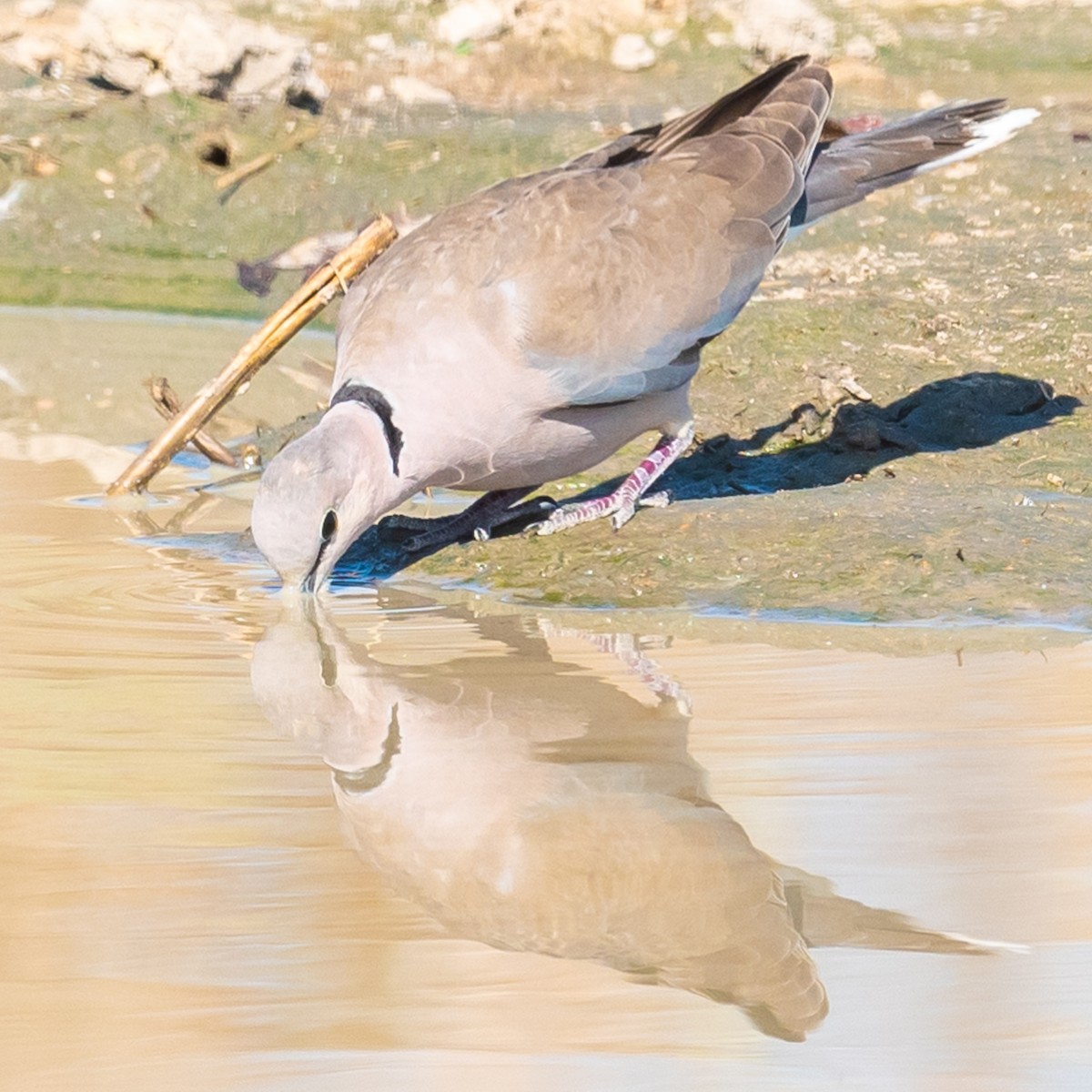 Ring-necked Dove - ML368755411