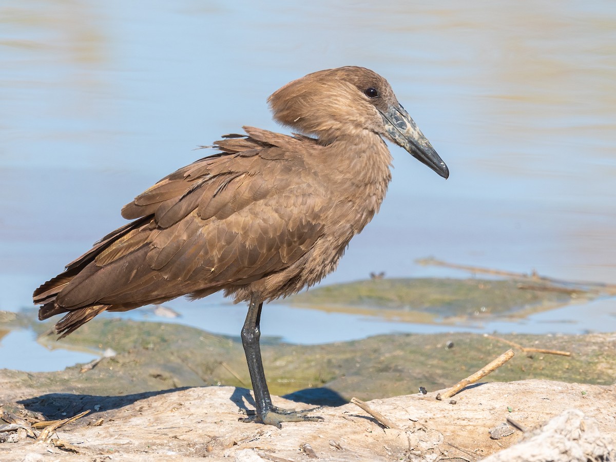 Hamerkop - Jean-Louis  Carlo