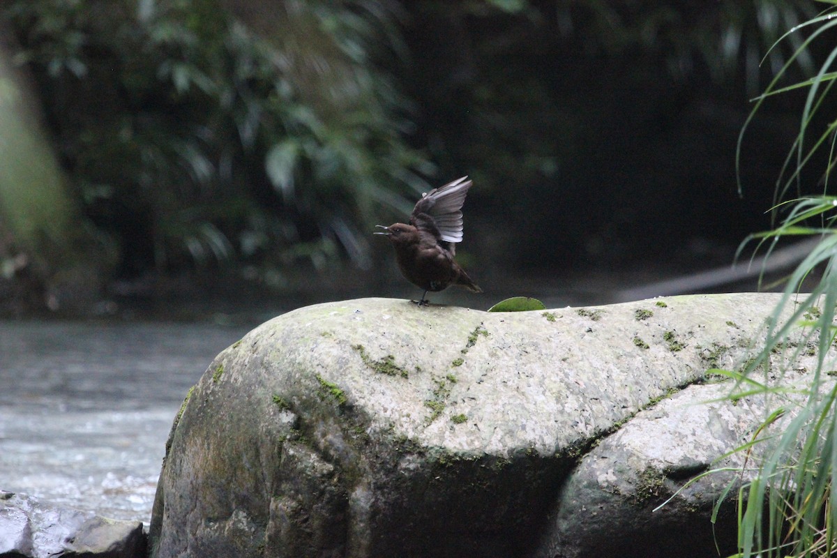 Brown Dipper - ML368756051