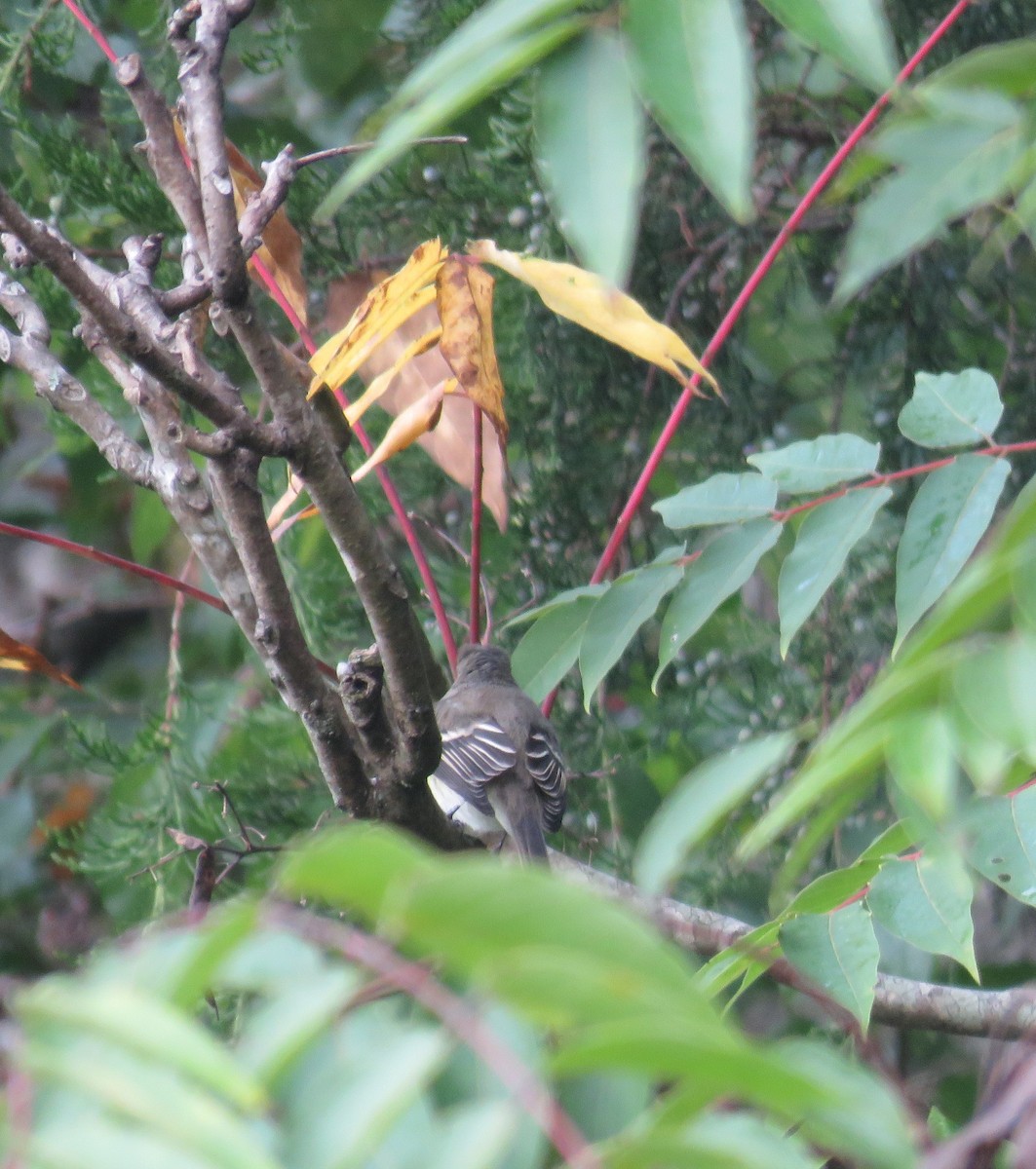 Least Flycatcher - ML368756591