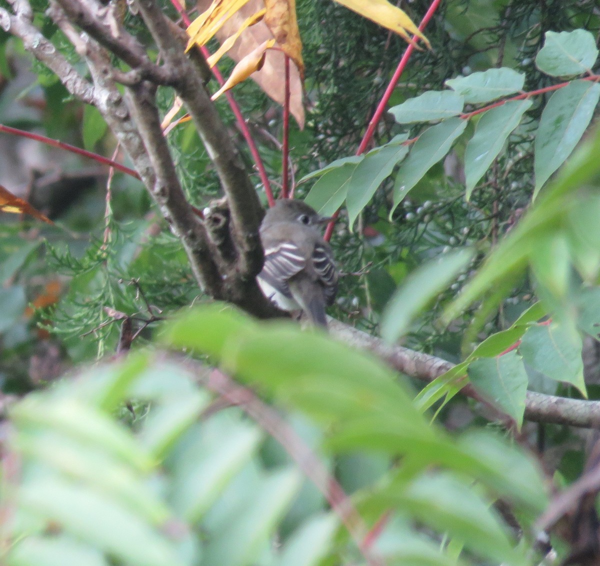 Least Flycatcher - Jonathan Cantrell