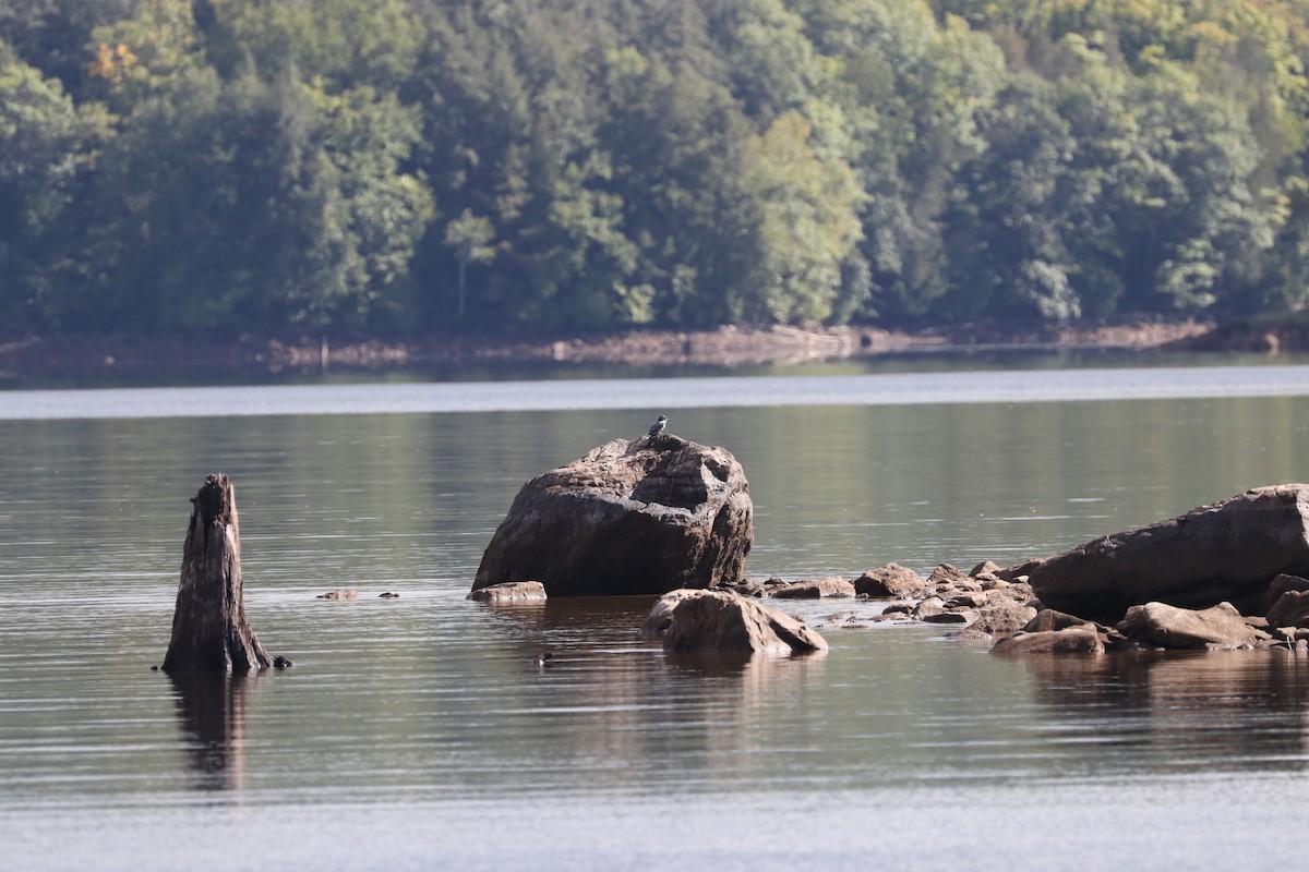 Belted Kingfisher - ML368757791