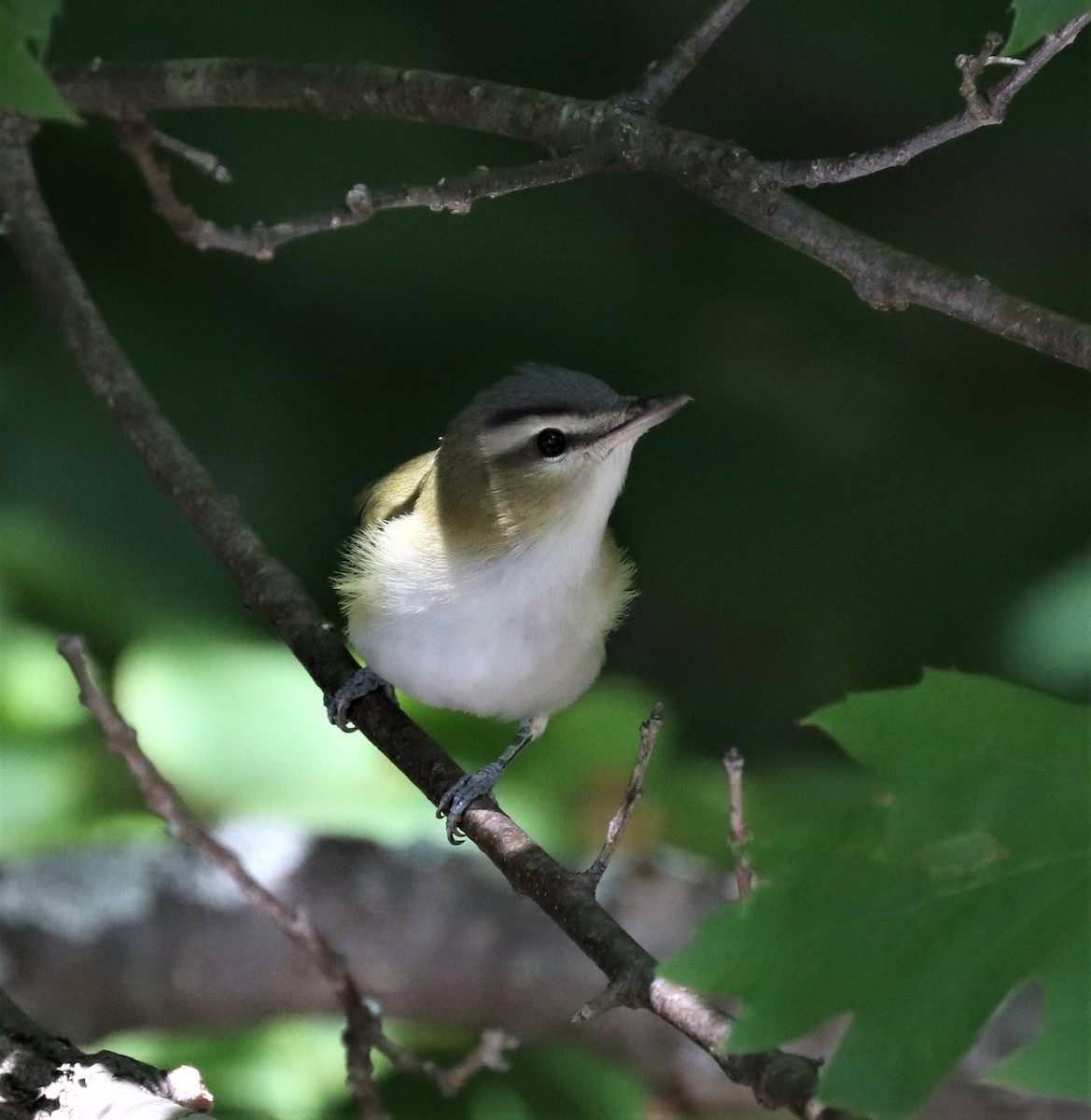 Red-eyed Vireo - ML368757931