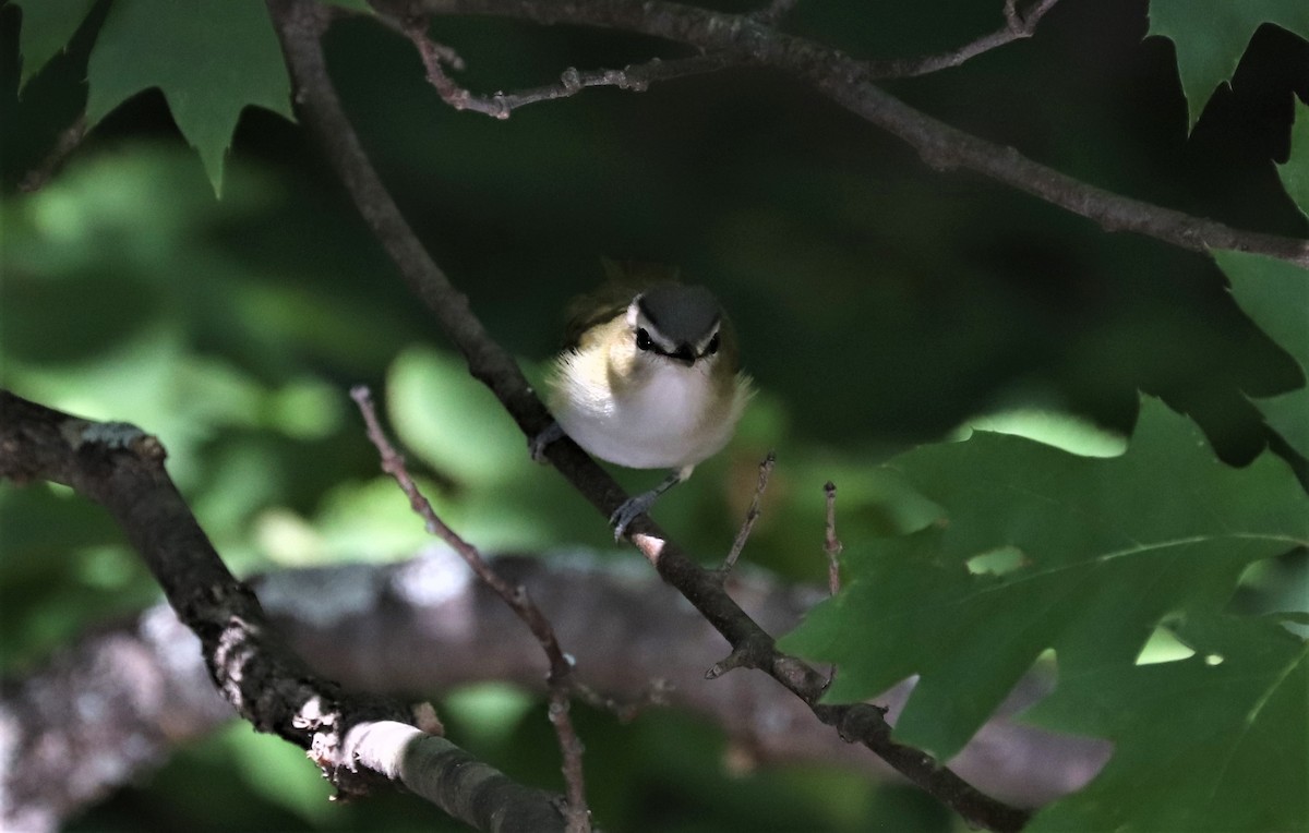 Red-eyed Vireo - ML368757941