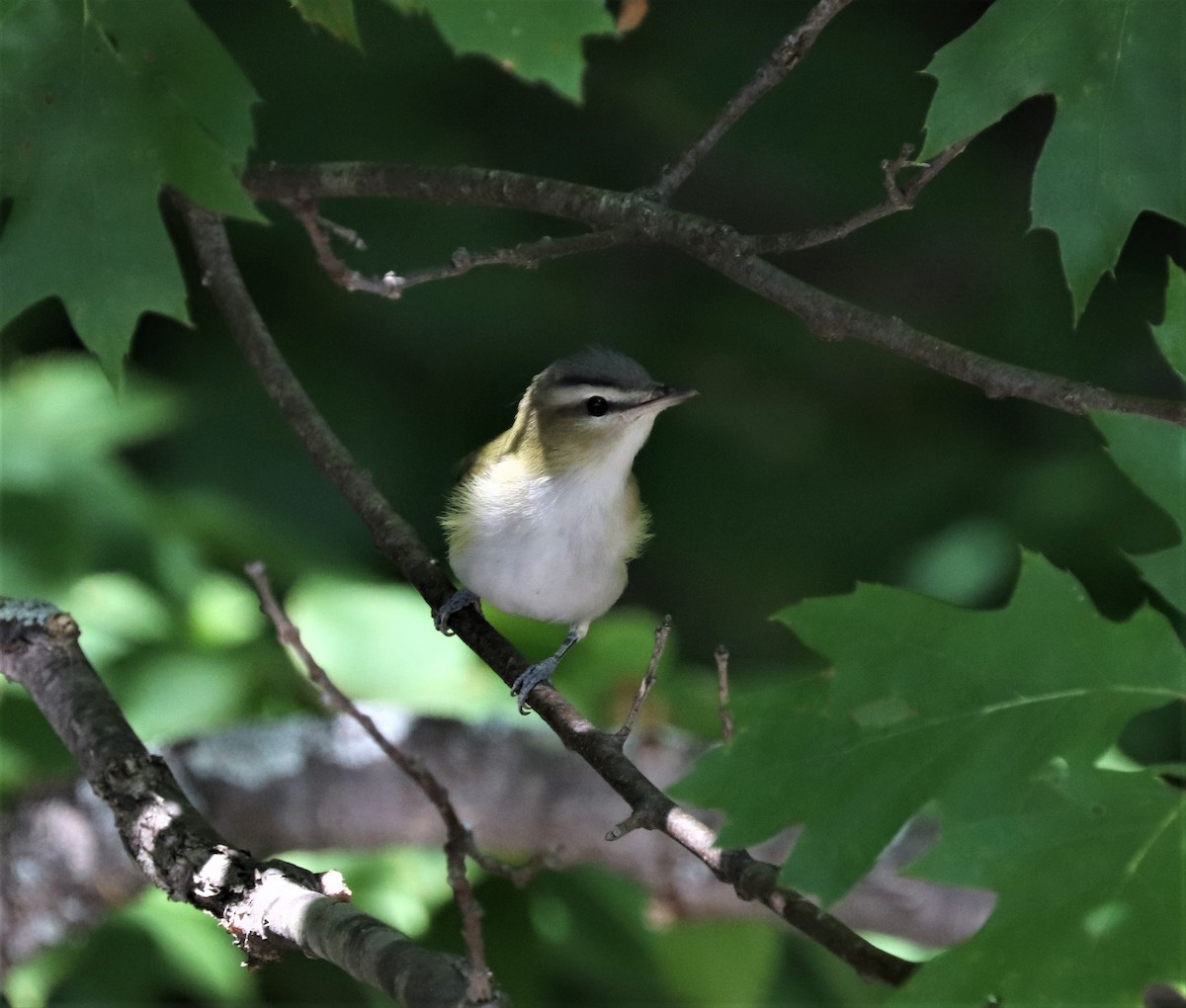 Kızıl Gözlü Vireo - ML368757961