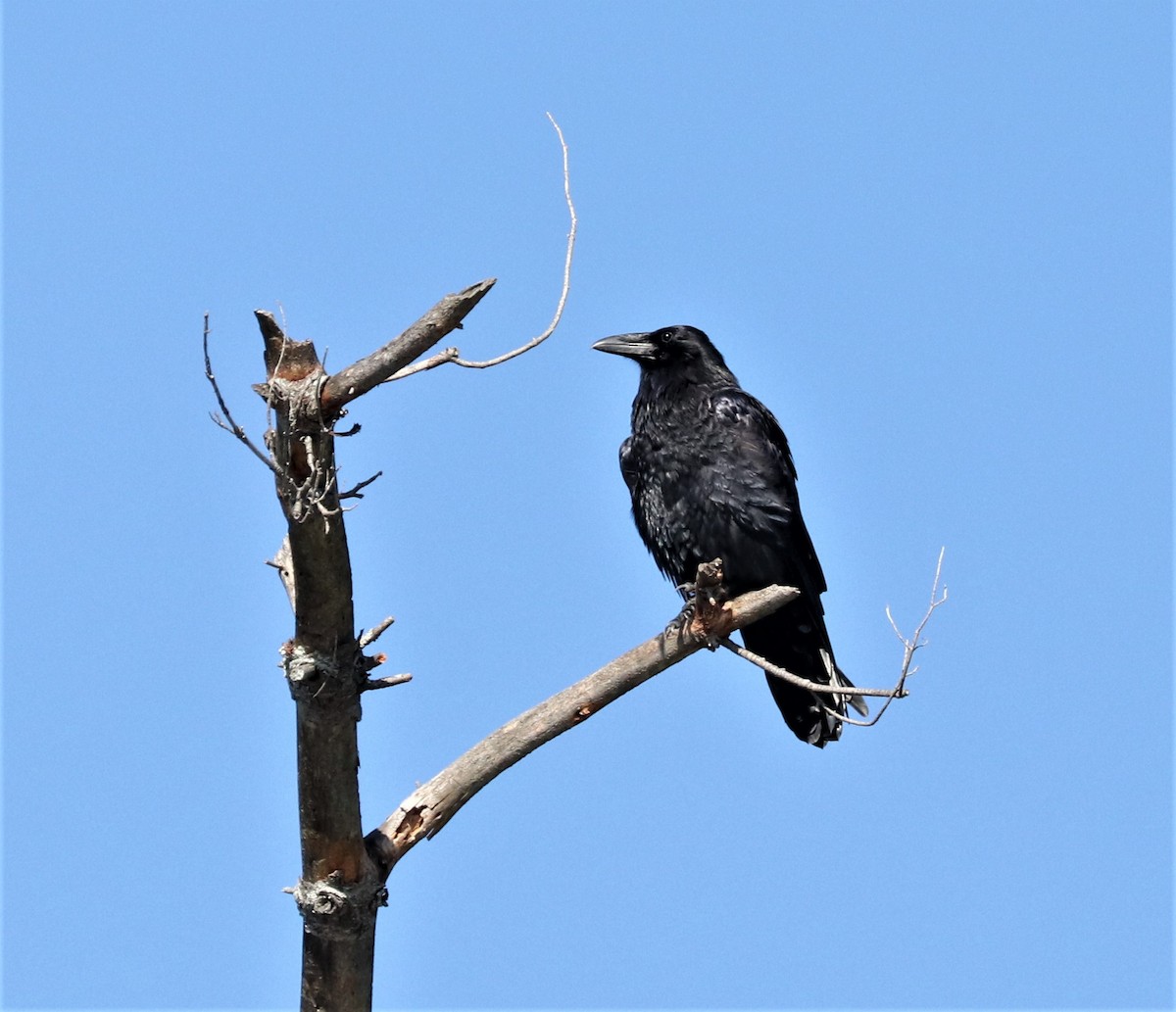 Common Raven - ML368758281