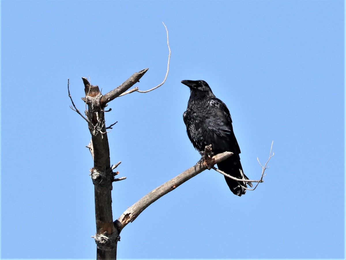 Common Raven - ML368758291