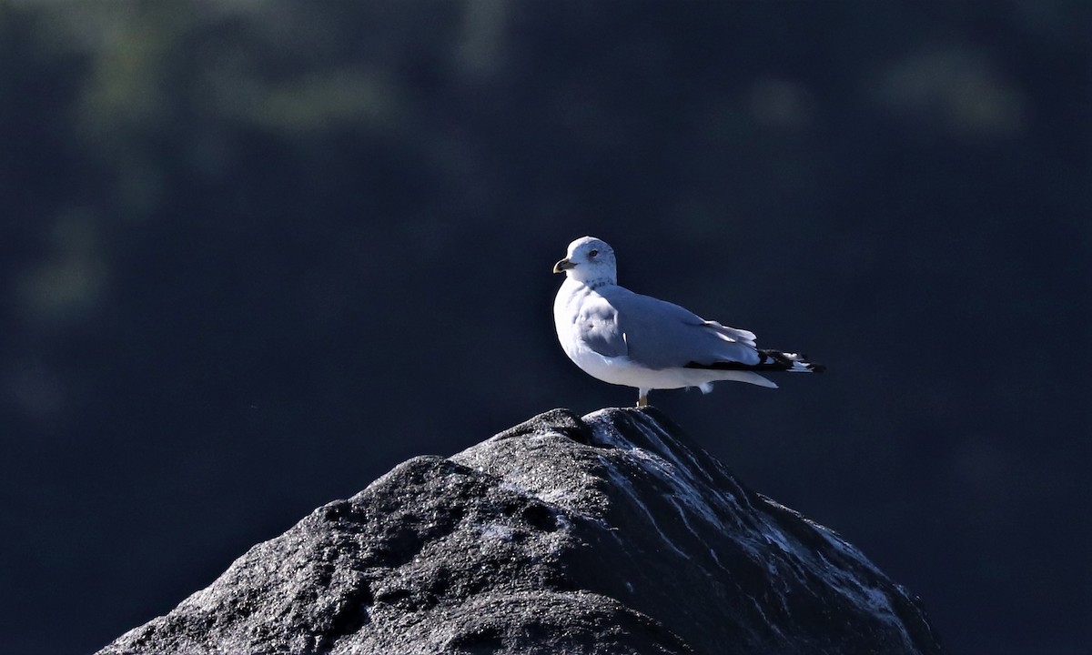 Ring-billed Gull - ML368758311