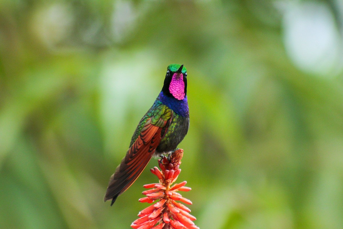 Colibri à gorge grenat - ML368758711