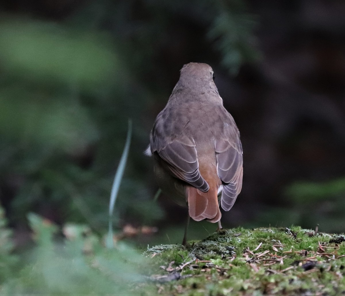 Hermit Thrush - ML368759051