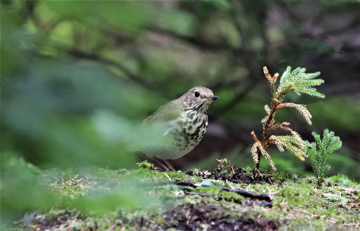 Hermit Thrush - ML368759061