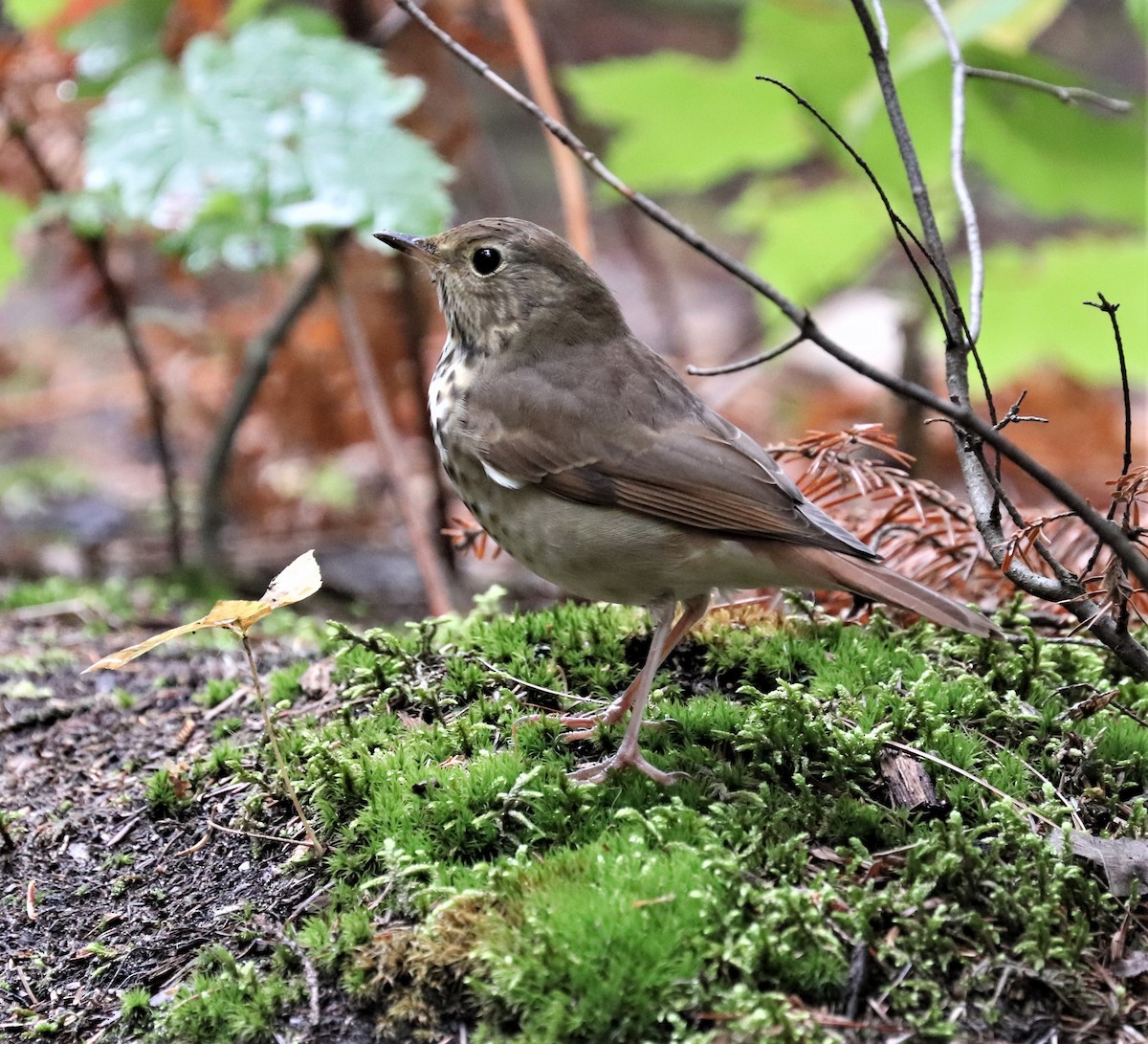 Hermit Thrush - ML368759071