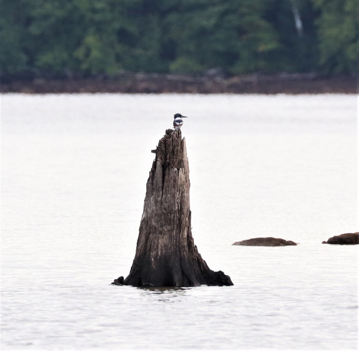 Belted Kingfisher - ML368759471