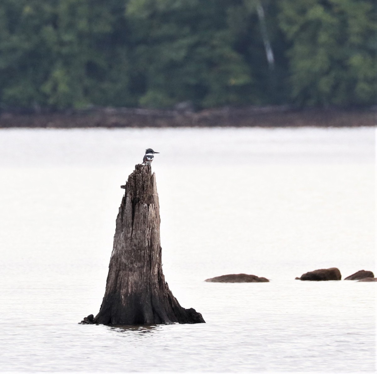 Belted Kingfisher - ML368759481