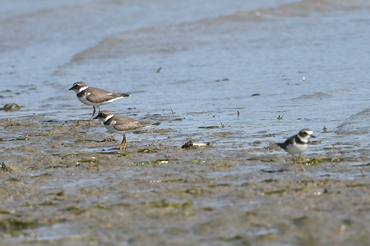 Semipalmated Plover - ML368761711