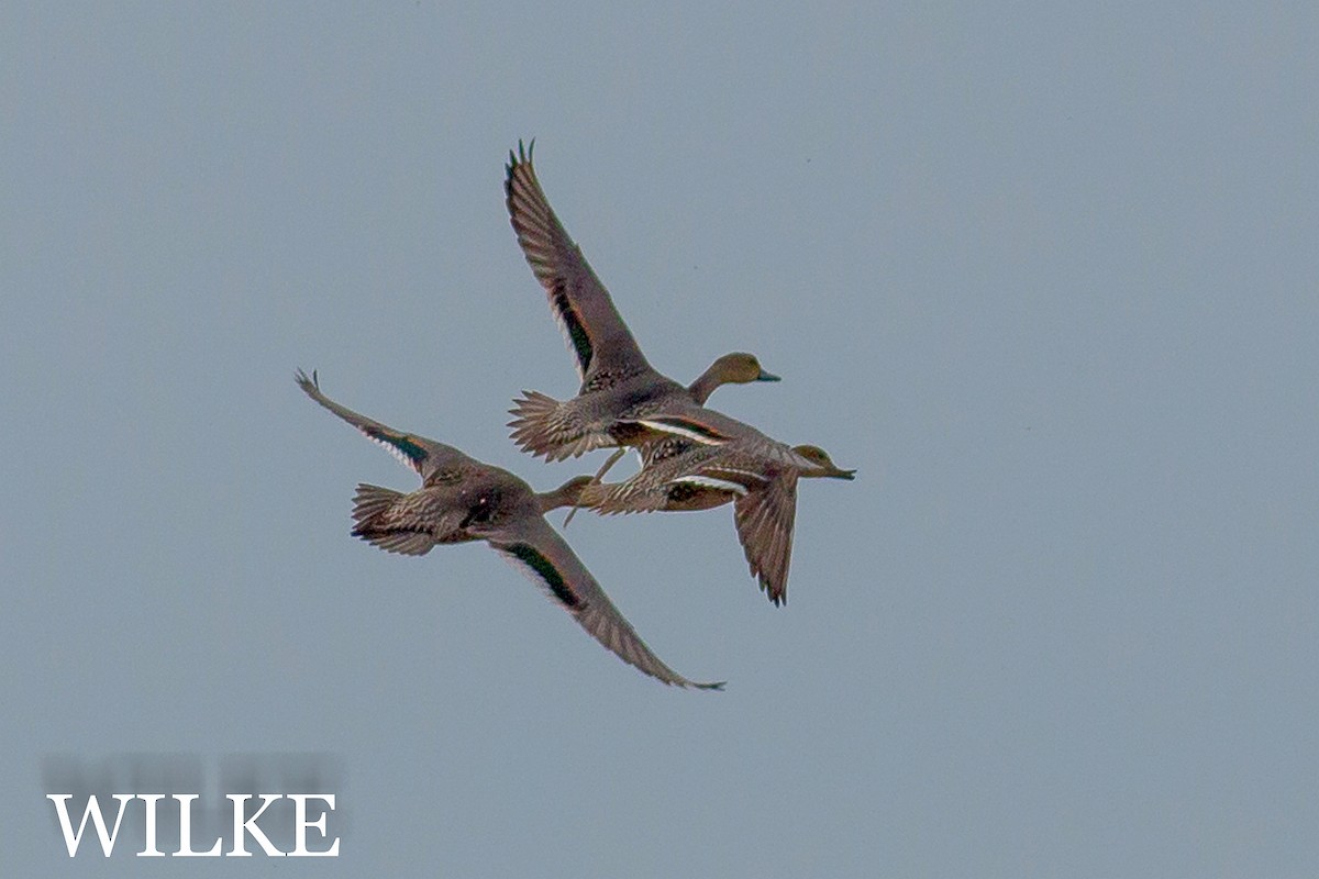 Northern Pintail - ML36876361