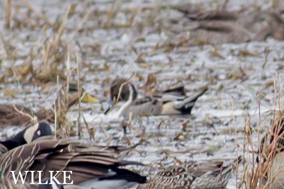 Northern Pintail - ML36876381