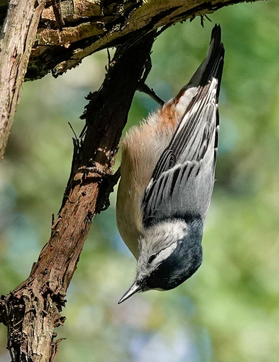 White-breasted Nuthatch (Eastern) - ML368764861