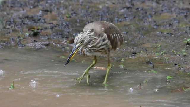 インドアカガシラサギ - ML368765301