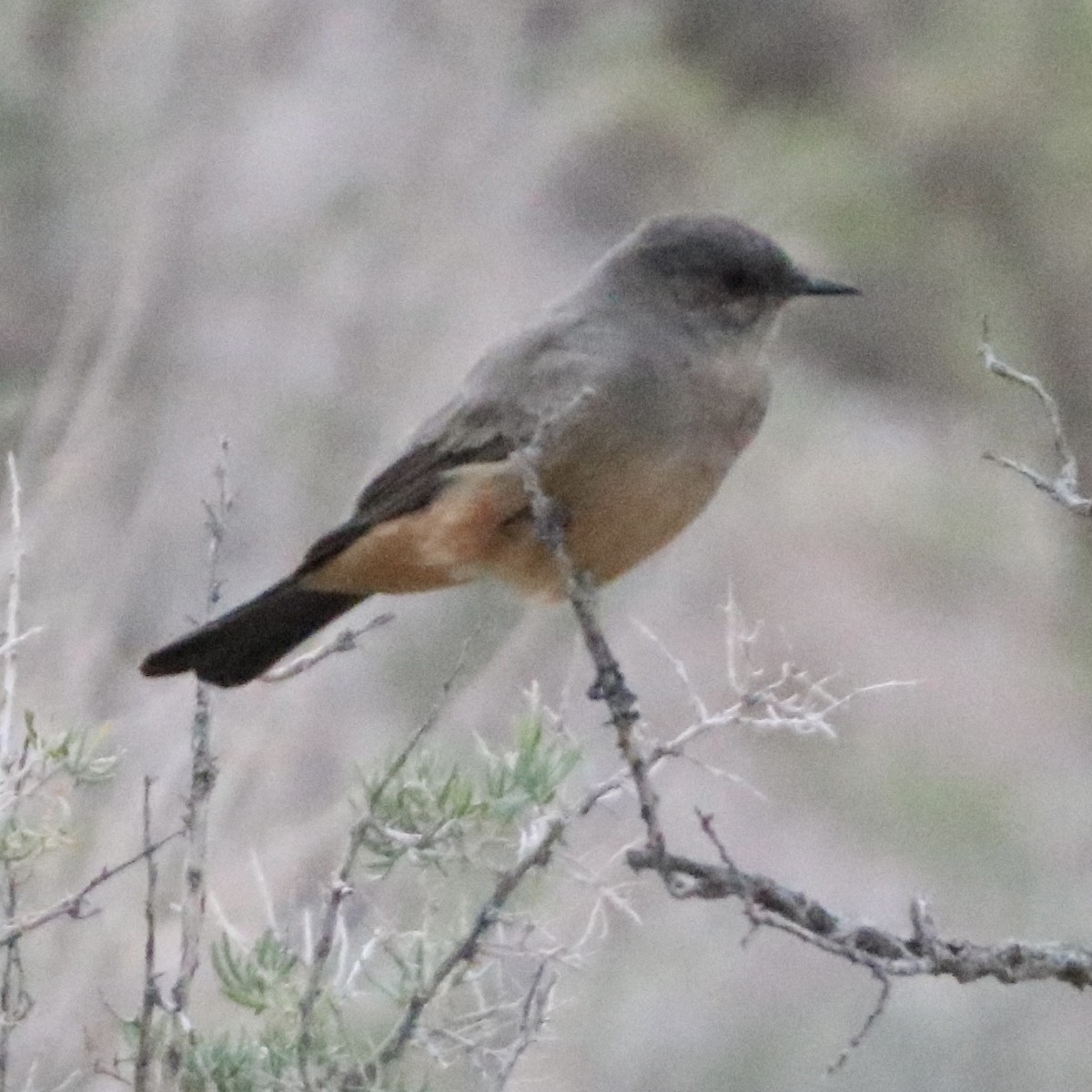 Say's Phoebe - Robert Lawshe