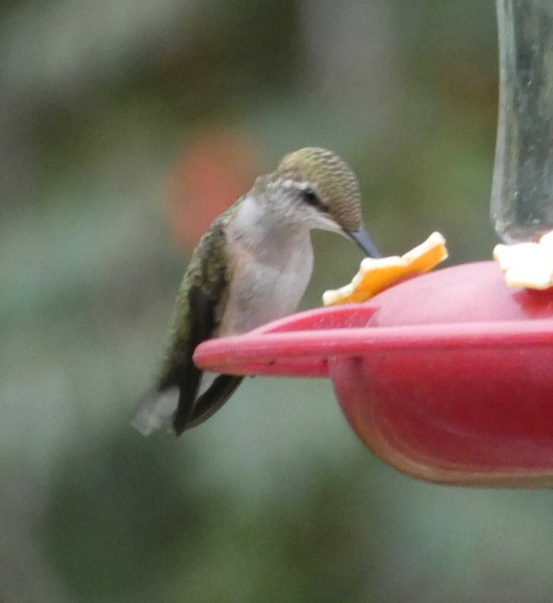 Ruby-throated Hummingbird - ML368769321
