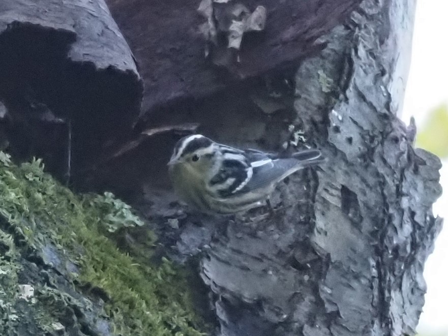 Black-and-white Warbler - ML368770661